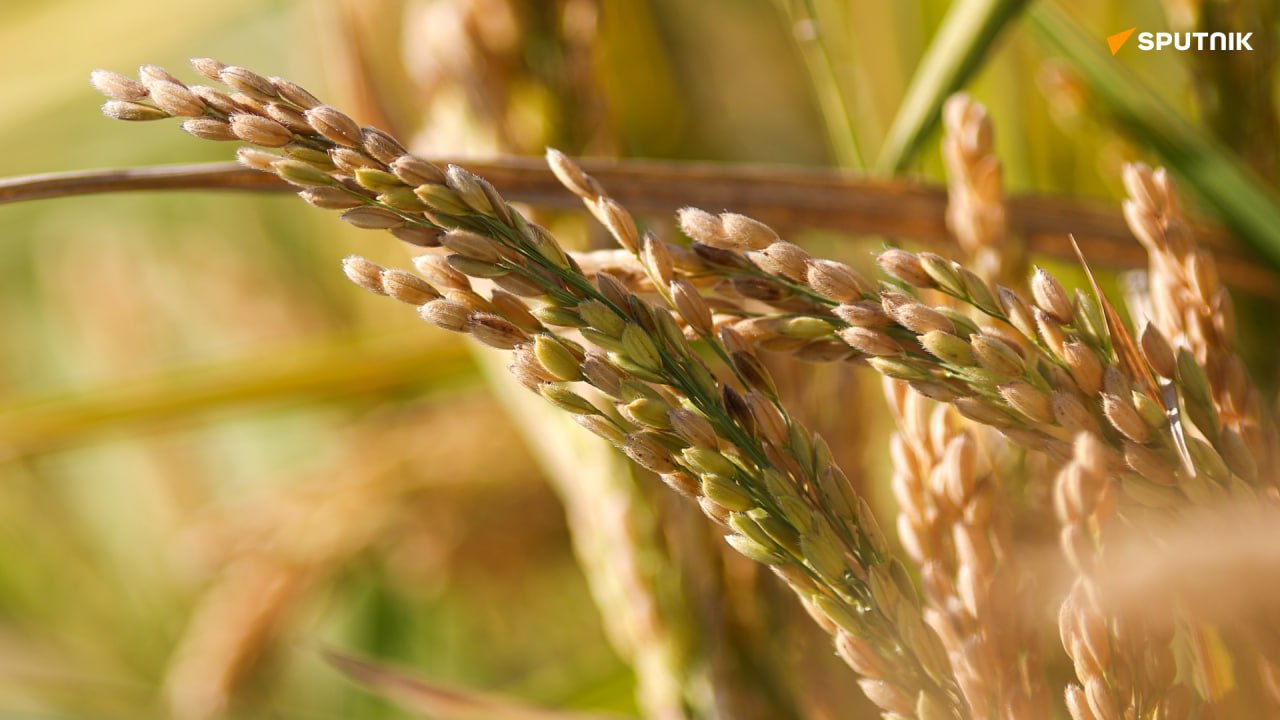 L’agro-industrie ouest-africaine a besoin de compétences techniques développées